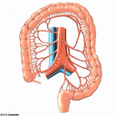 Artria mesentrica inferior