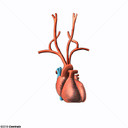 Artrias da curva da aorta