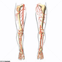 Artrias dos membros inferiores
