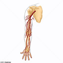 Artrias dos membros superiores
