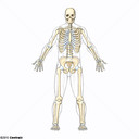 Sistema articular