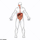 Sistema digestrio