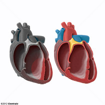 Septos Cardíacos