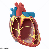 Sistema de Condução Cardíaco