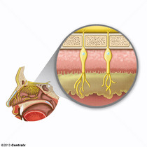 Mucosa Olfatória