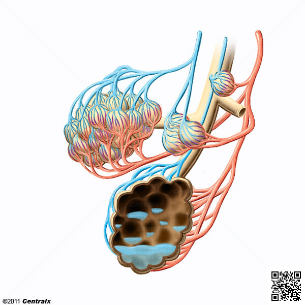 gua Extravascular Pulmonar