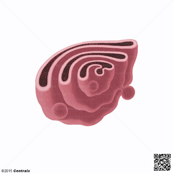 Aparelho de Golgi