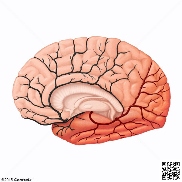 Artria Cerebral Posterior