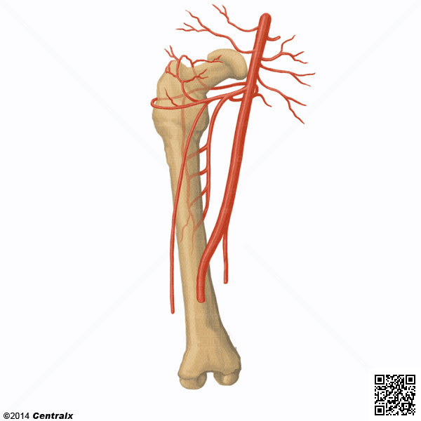 Artria Femoral