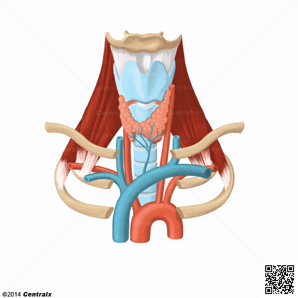 Artria Subclvia