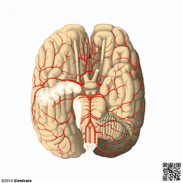 Artrias Cerebrais