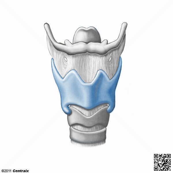 Cartilagem Tireidea