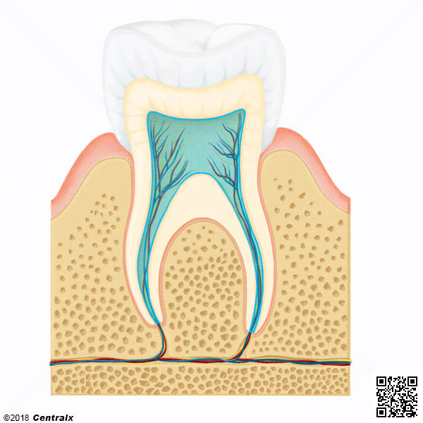 Cavidade Pulpar
