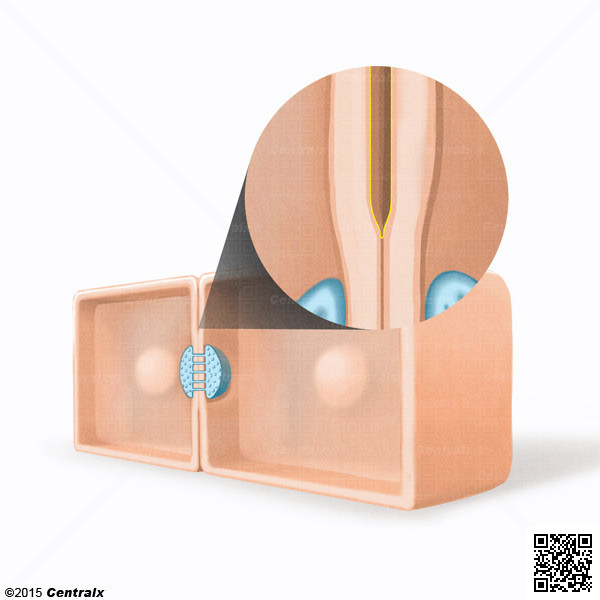 Espao Extracelular