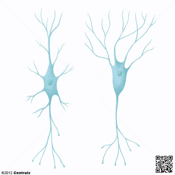 Interneurnios