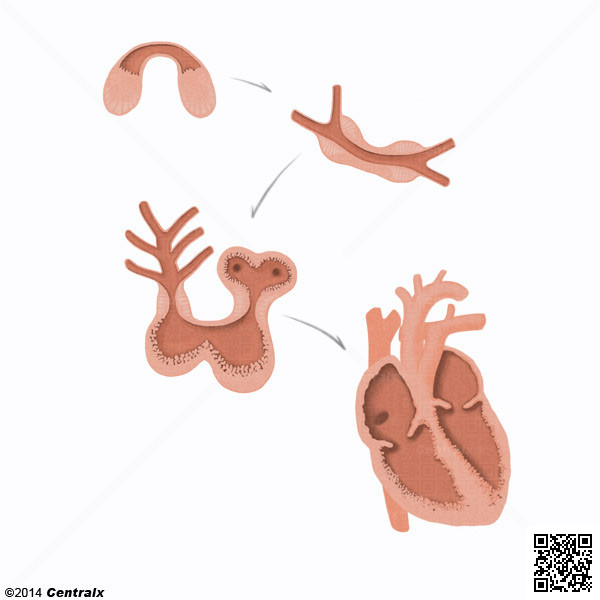 Corao Fetal
