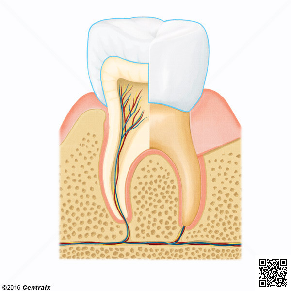 Coroa Dentria