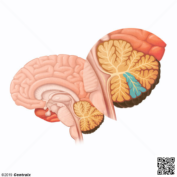 Crtex Cerebelar