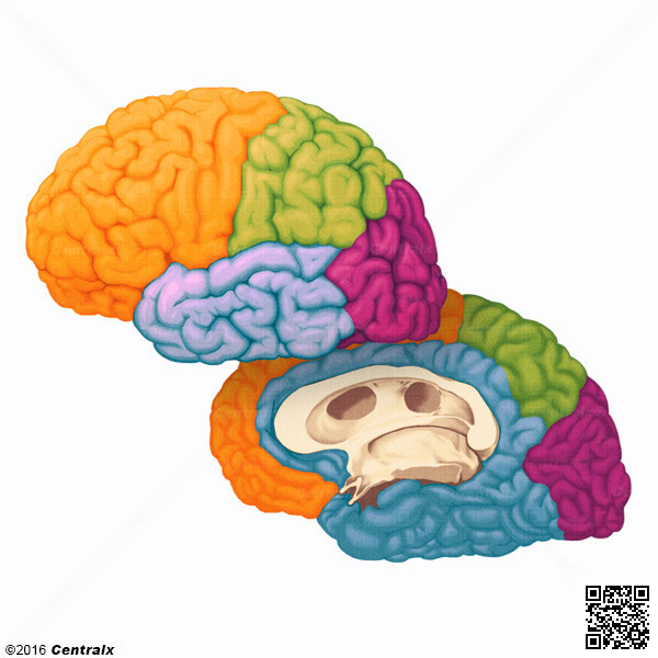 Crtex Cerebral