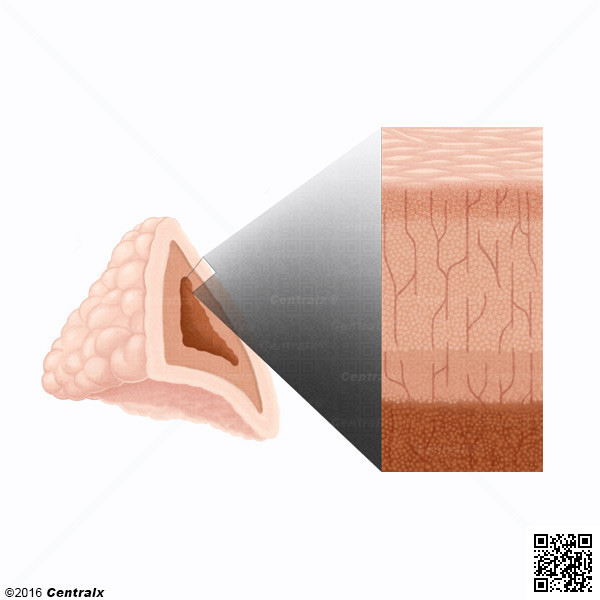 Crtex Supra-Renal