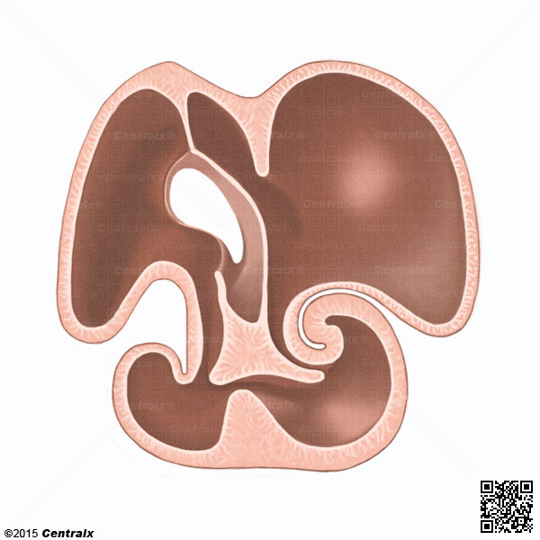 Coxins Endocrdicos