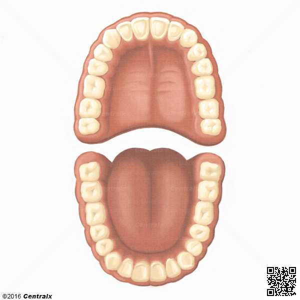 Dentio Permanente