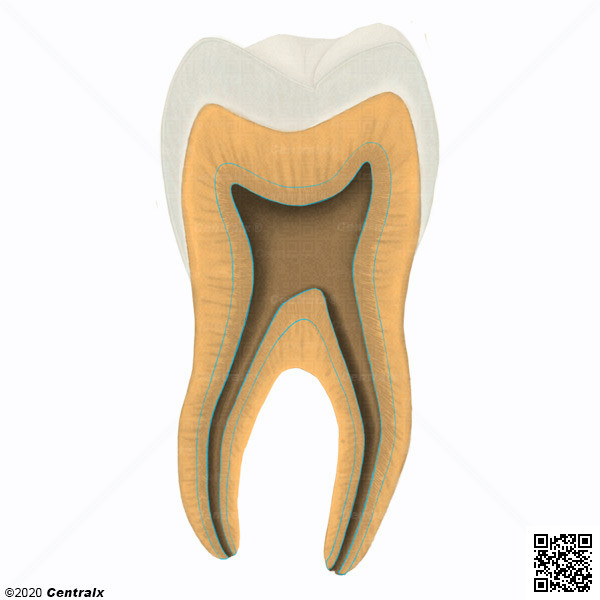 Dentina Secundria