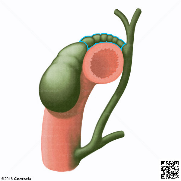 Ducto Cstico
