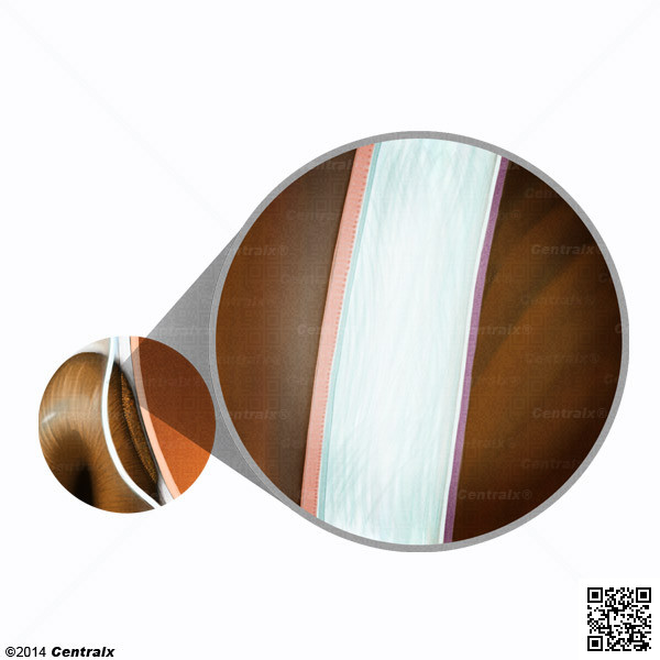 Epitlio Anterior