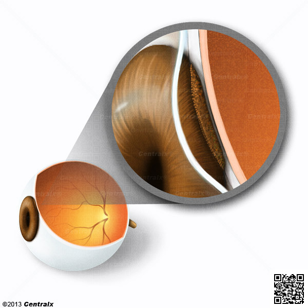 Epitlio Pigmentado Ocular