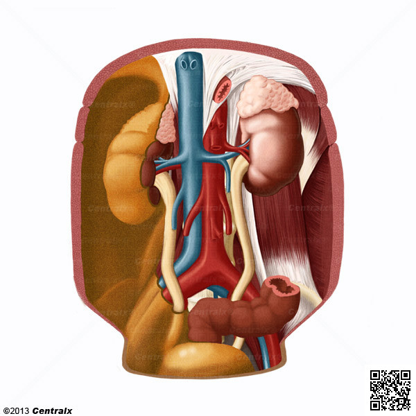 Espao Retroperitoneal