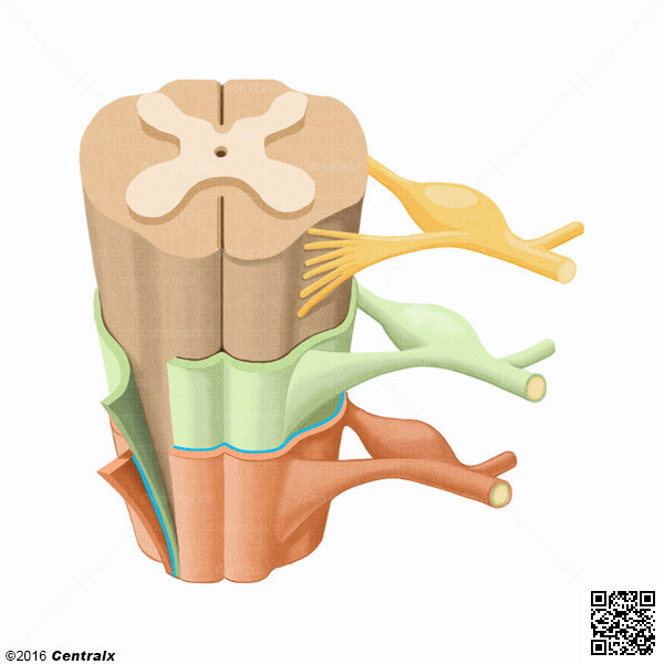 Espao Subdural