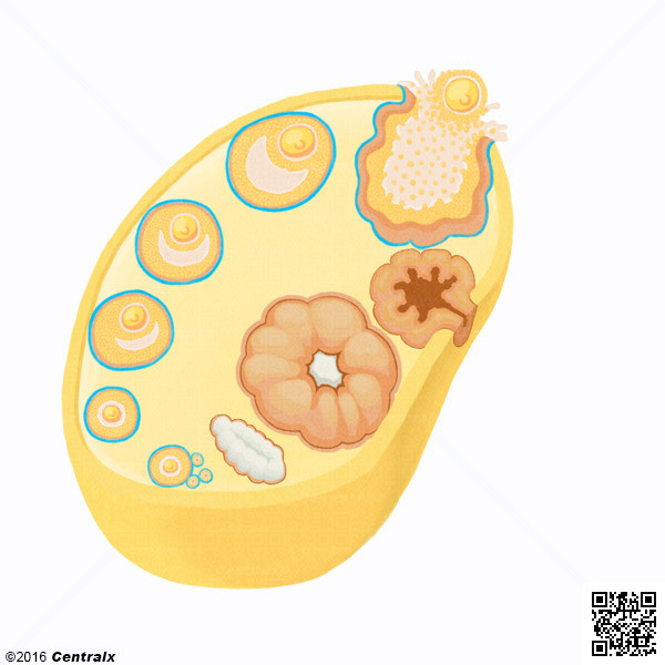 Folculo Ovariano