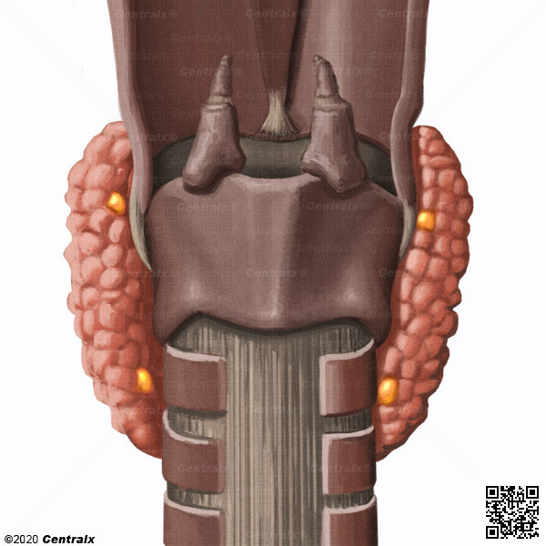 Glndulas Paratireides