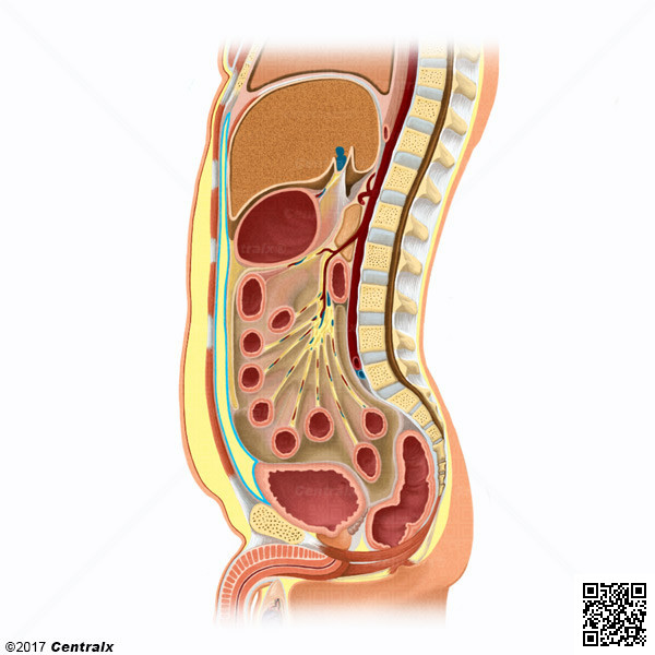 Gordura Intra-Abdominal