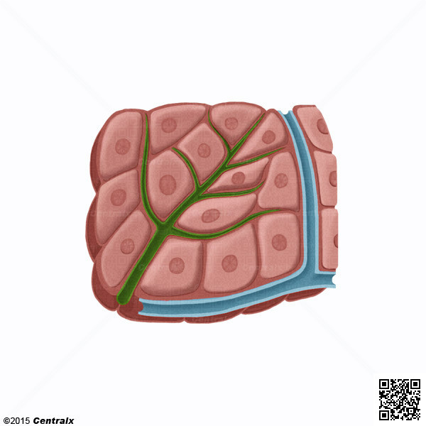Hepatcitos