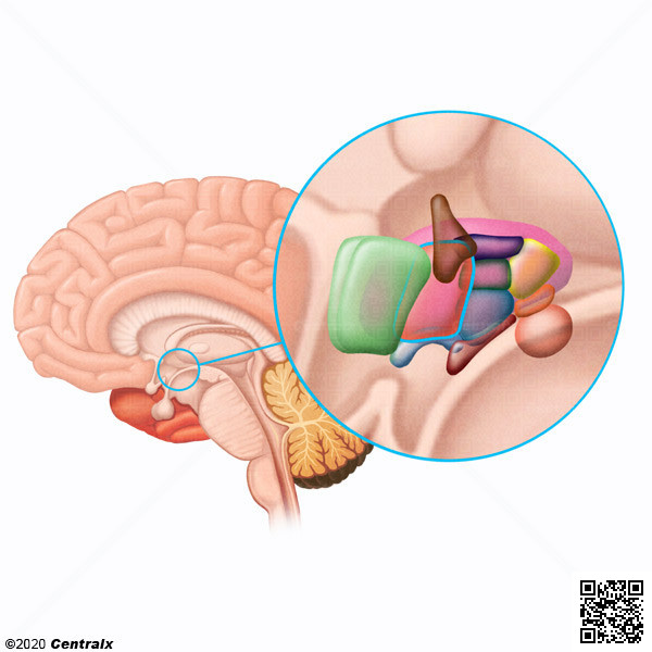 Hipotlamo Anterior