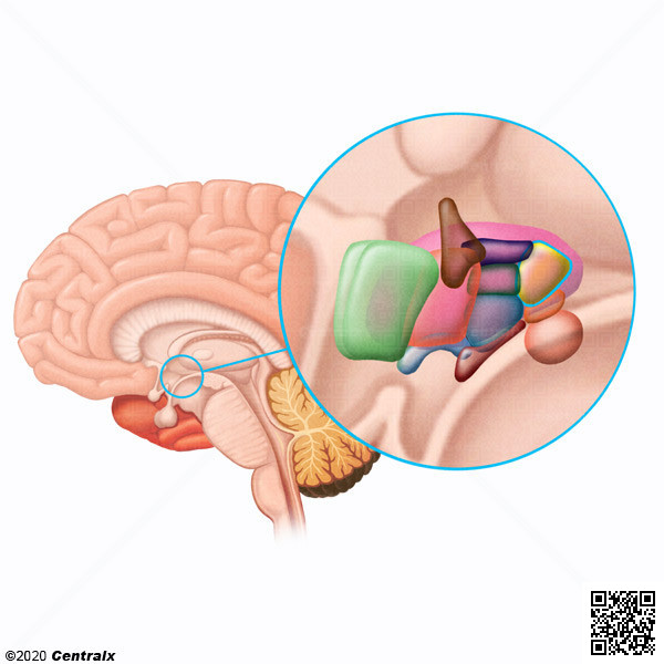 Hipotlamo Posterior