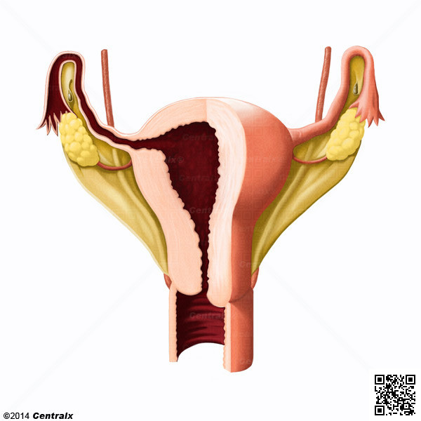 Ligamento Largo