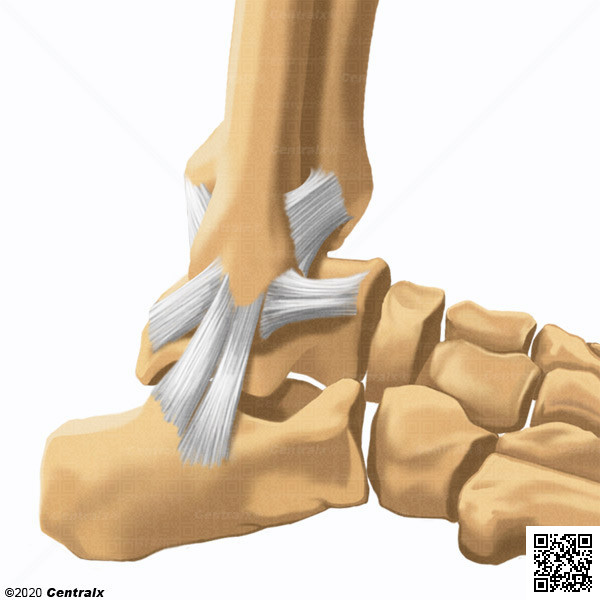 Ligamentos Laterais do Tornozelo