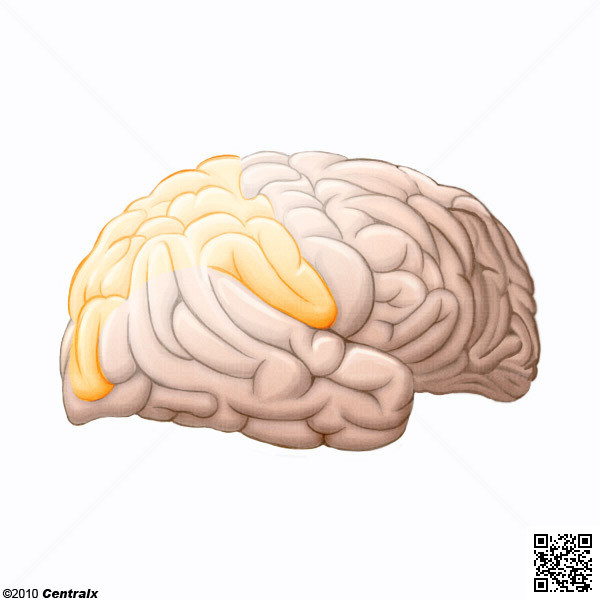 Lobo Parietal