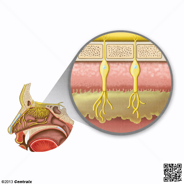 Mucosa Olfatria