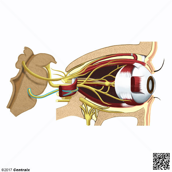 Nervo Abducente