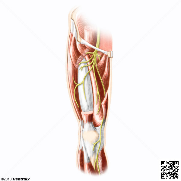 Nervo Femoral