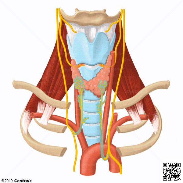 Nervo Larngeo Recorrente
