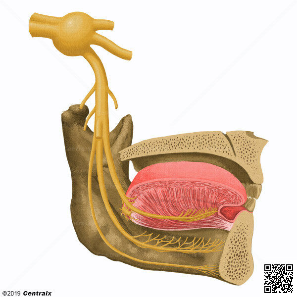 Nervo Lingual