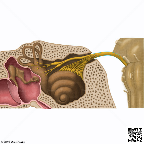 Nervo Vestibulococlear