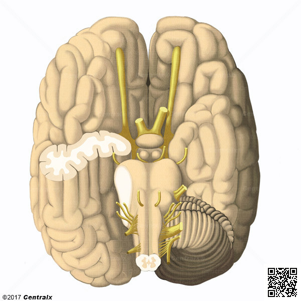 Nervos Cranianos