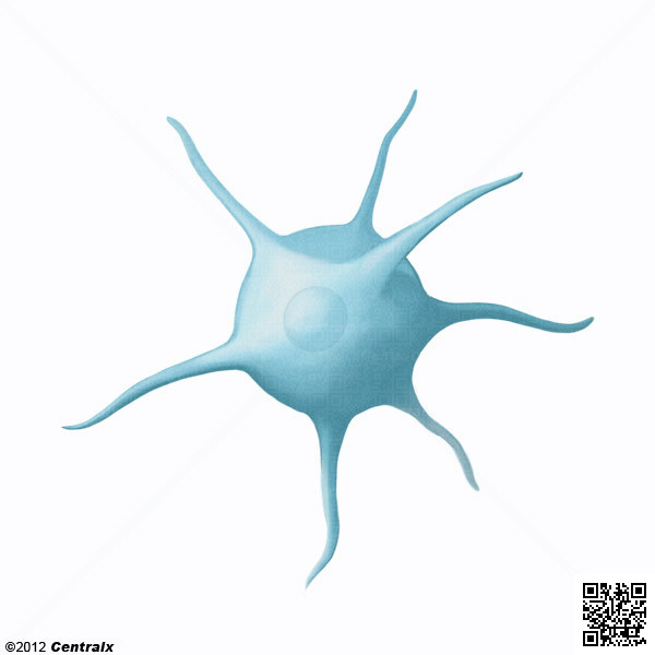 Oligodendroglia