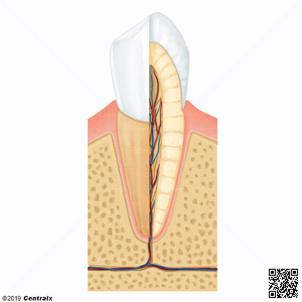 Raiz Dentria